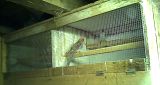 Private Tierhaltungen: Manchmal an der Grenze zum Animal Hoarding